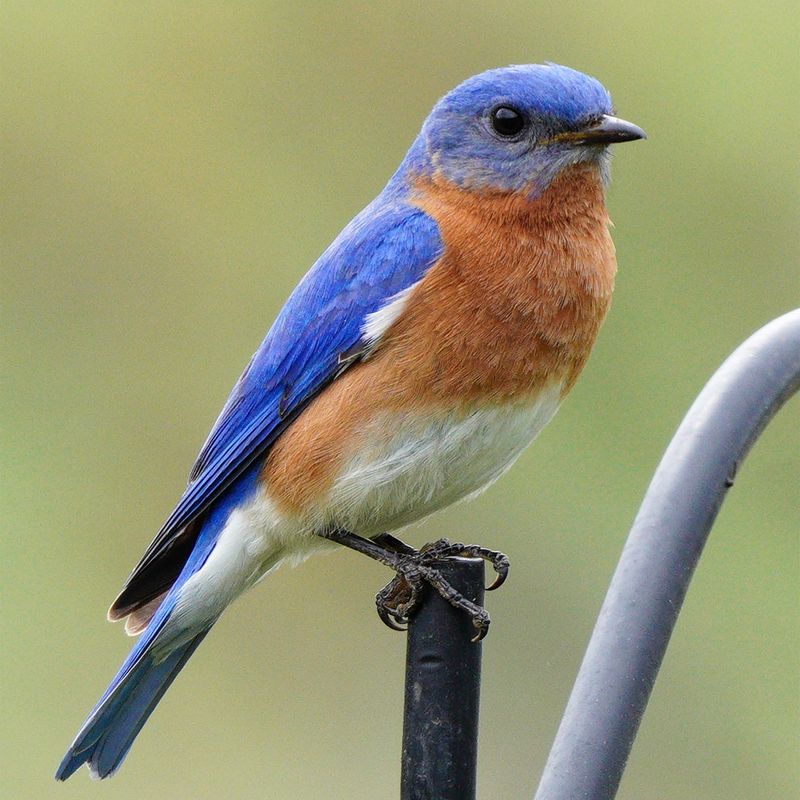 Eastern Bluebird