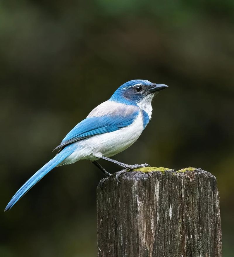Scrub Jays