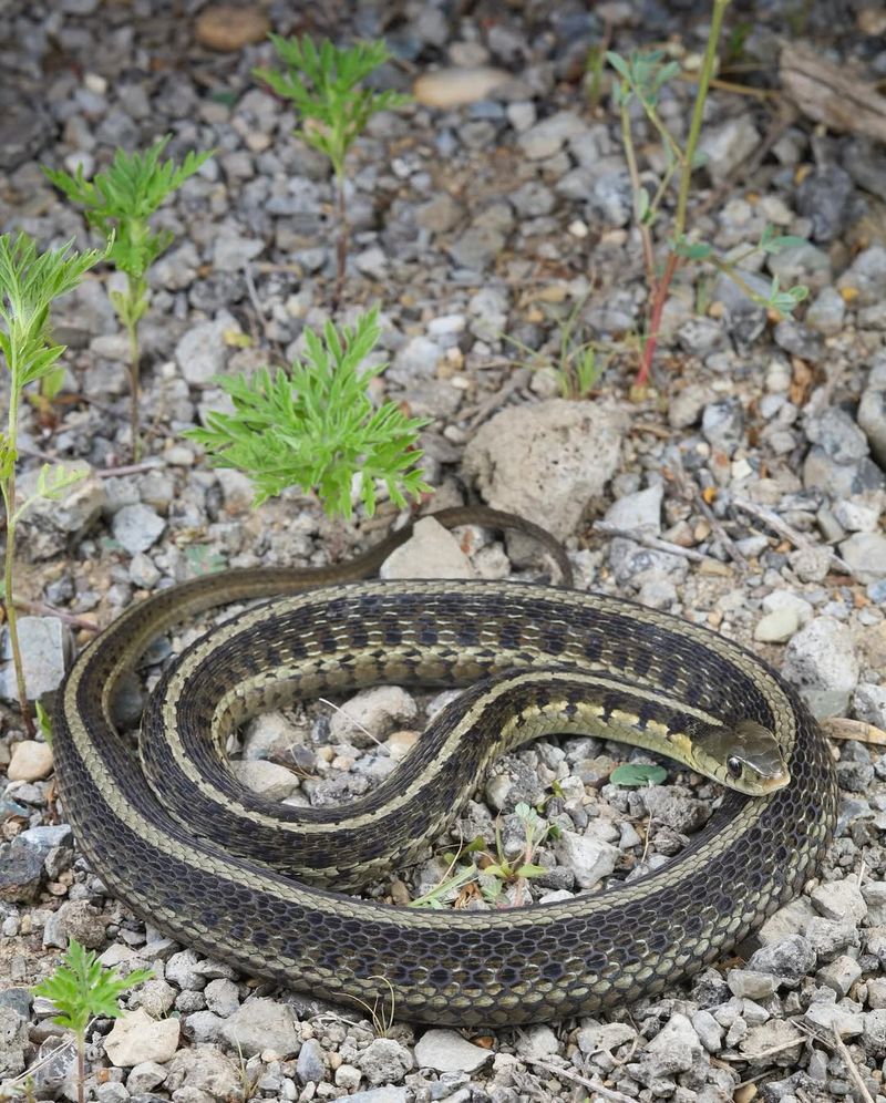 Native Snakes Including Garter Snakes