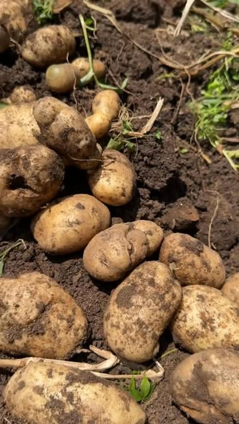 Plant Deeper Than Spring Potatoes