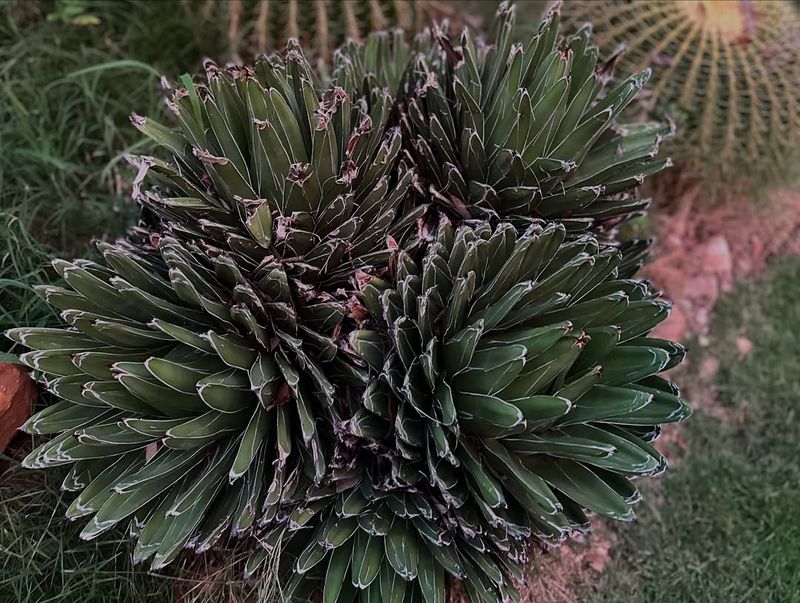 Protect Succulents From Unexpected Cold Snaps
