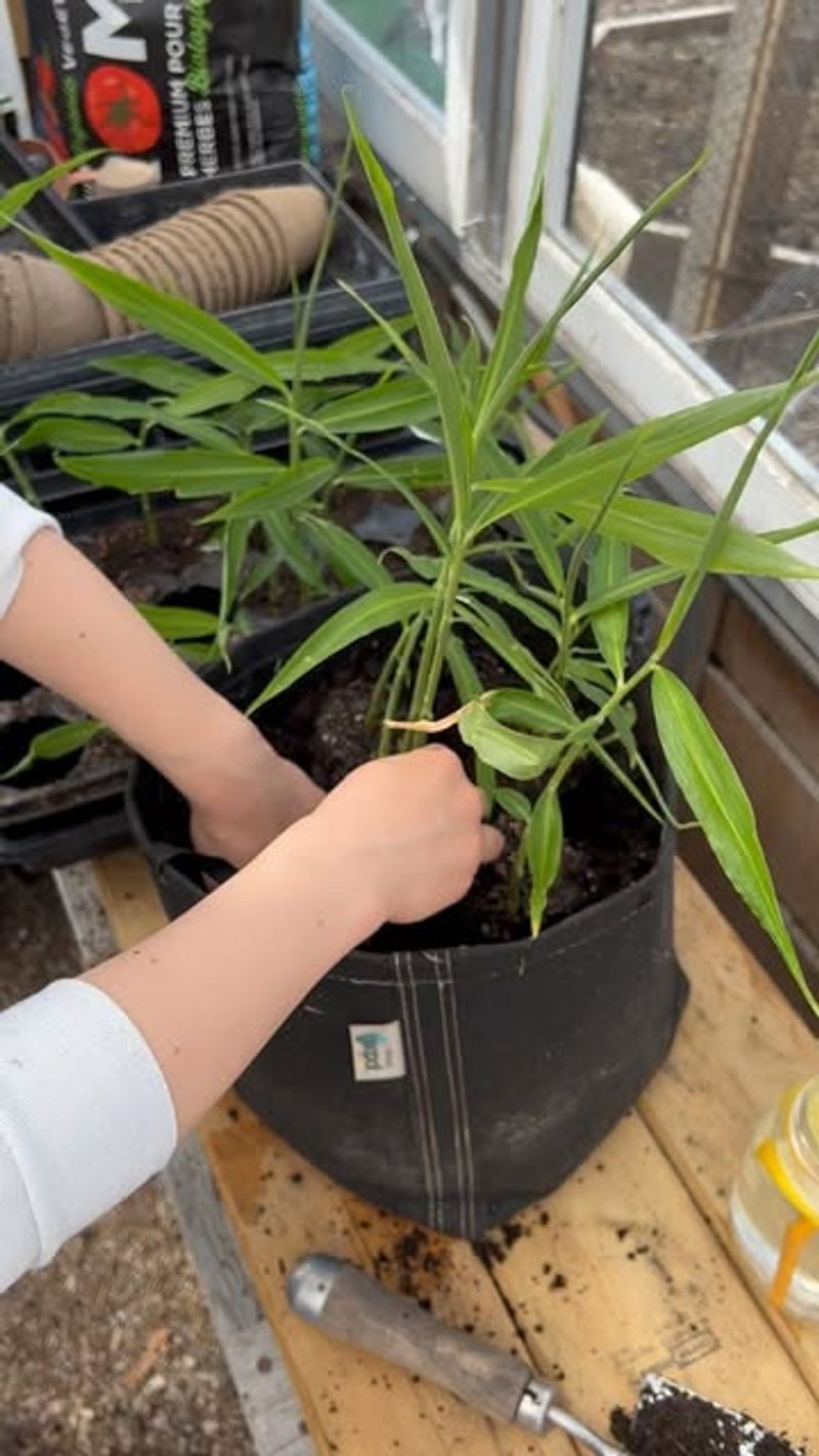 Choose The Right Container And Soil