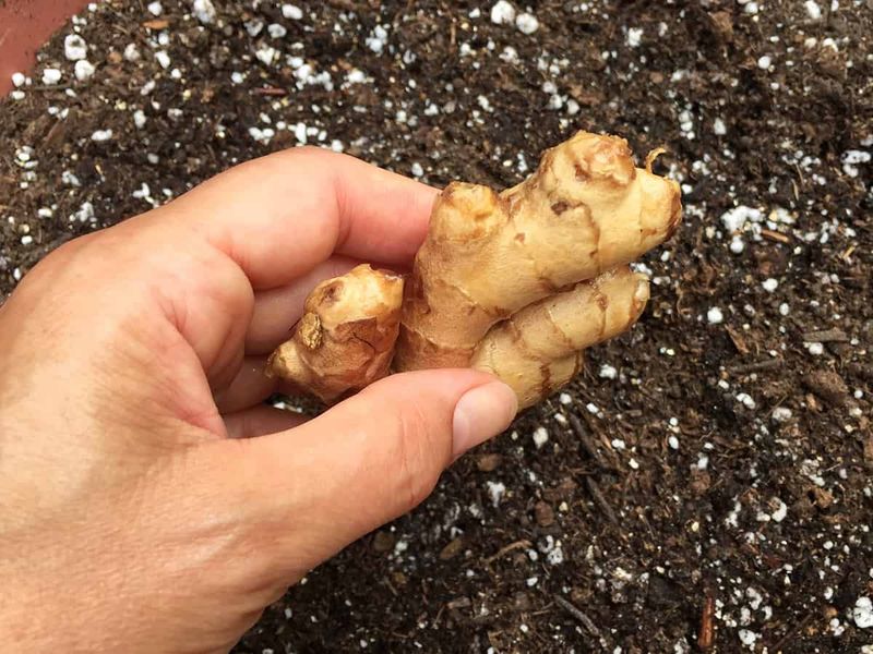 Soak Rhizomes Before Planting