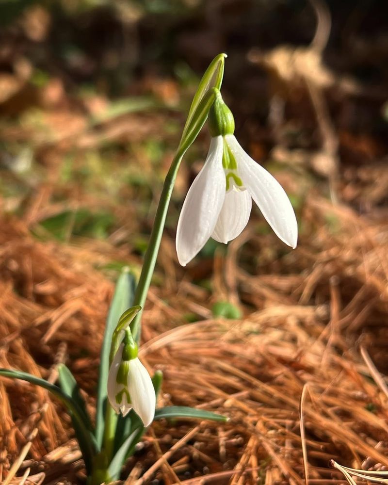 Plant Bulbs At Correct Depth