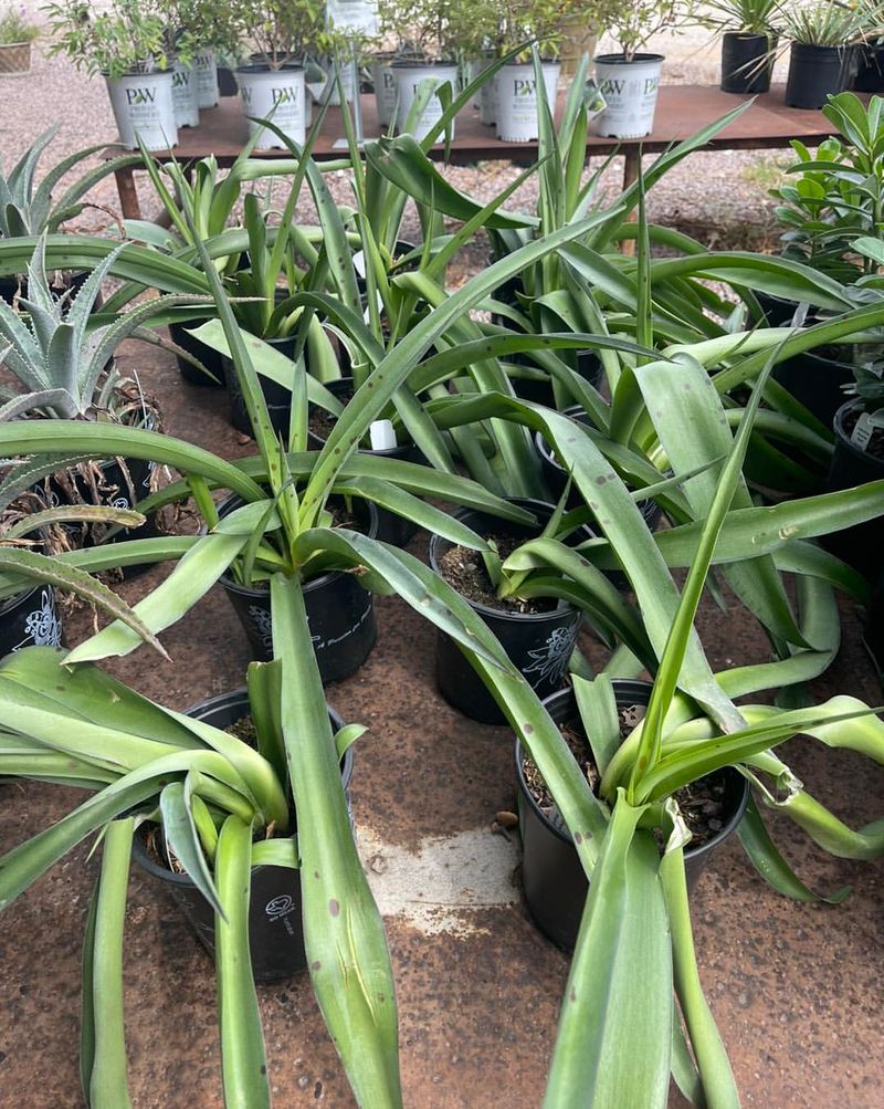 Select Native Texas Plants