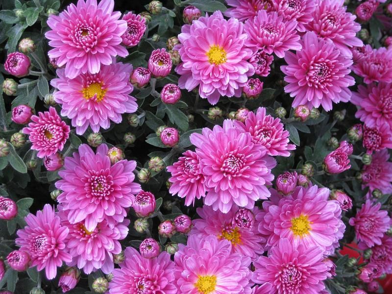 Supporting Healthier Soil Around Containers