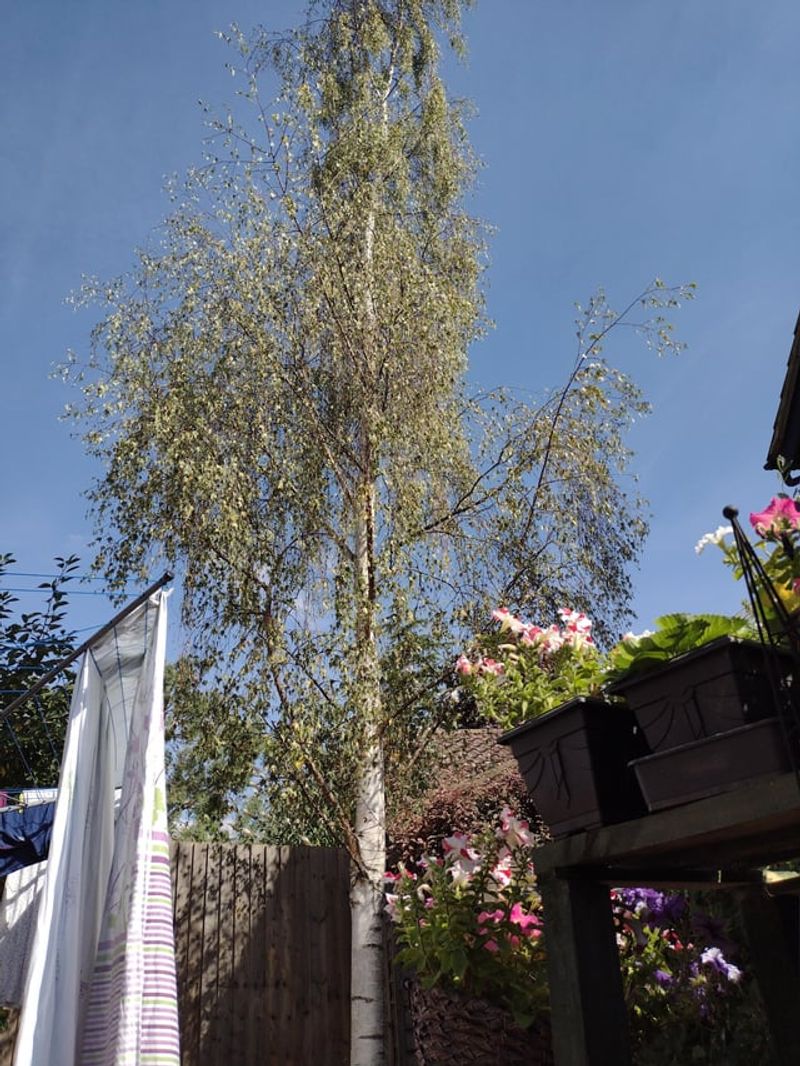 Less Stress on Your Lawn and Garden