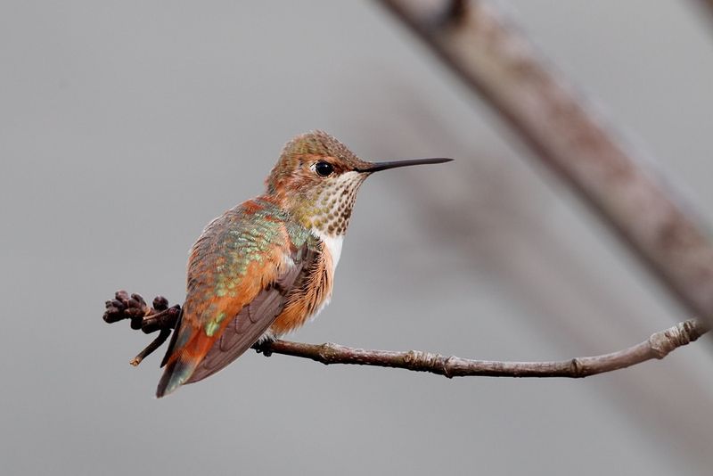 Observing Hummingbirds Grouping In Southern Areas