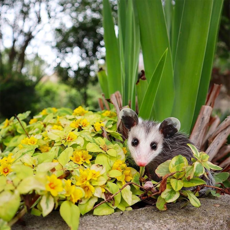 Garden Benefits Outweigh Drawbacks