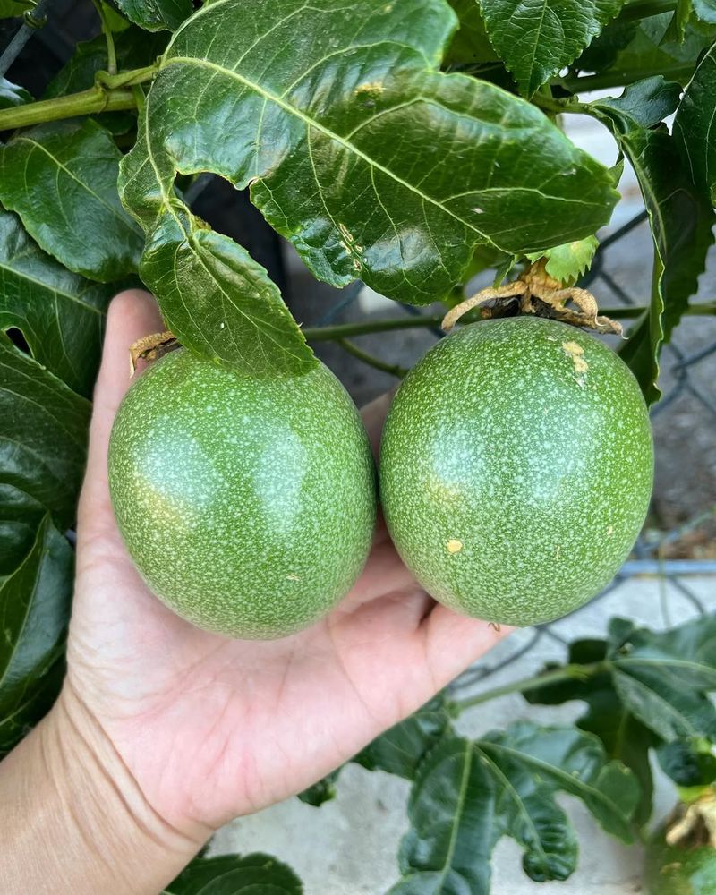 Passionfruit