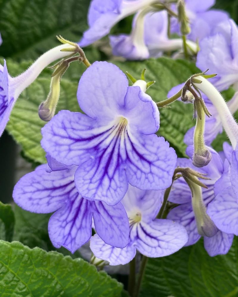 Cape Primrose
