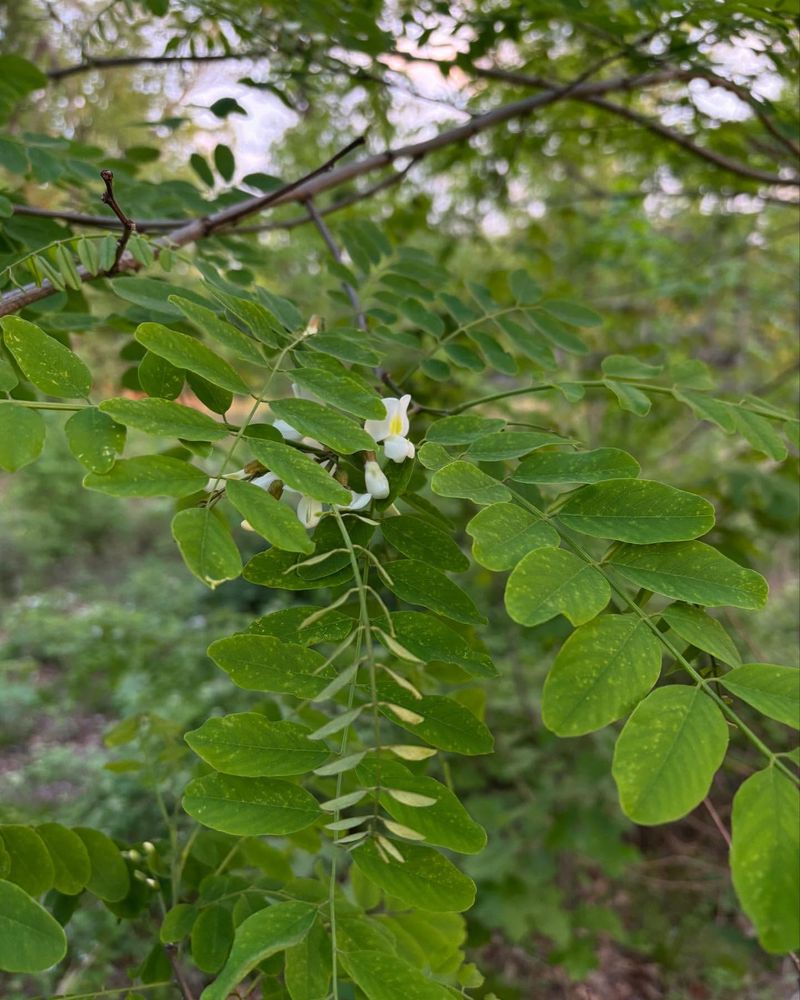 Black Locust
