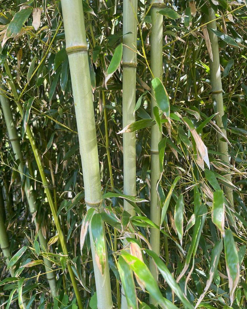 Bamboo's Underground Invasion
