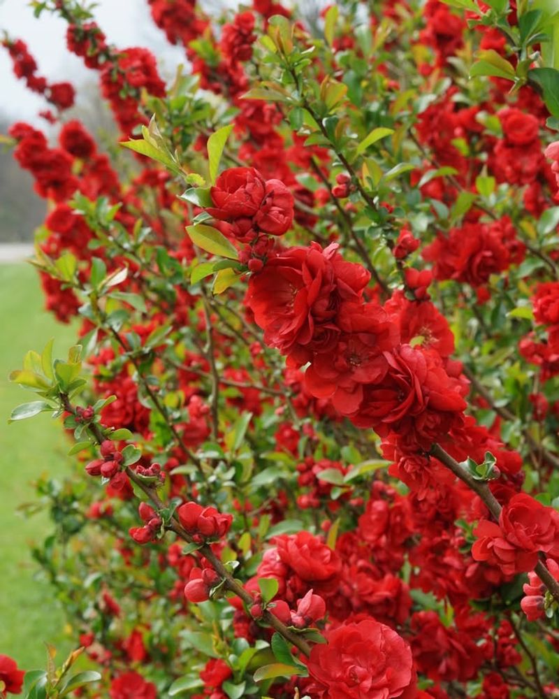 Attracts Early-Season Pollinators To Your Yard