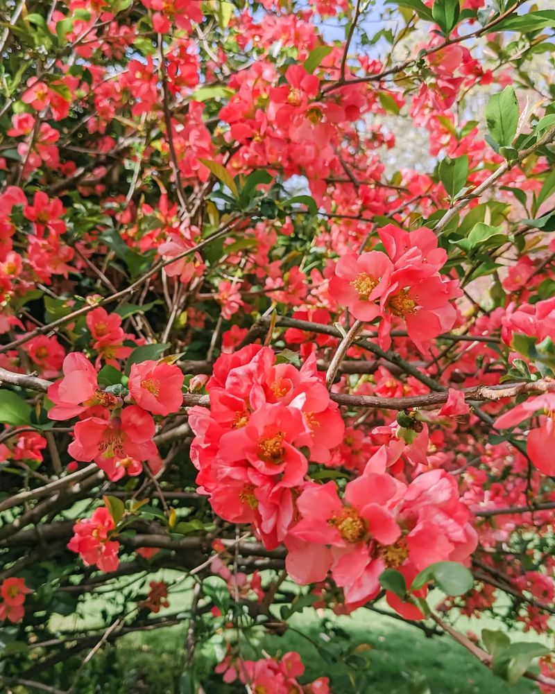 Works Beautifully As A Living Fence Or Barrier