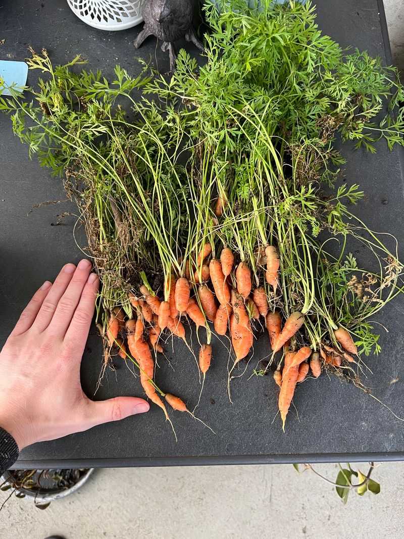 Perpetual Carrots