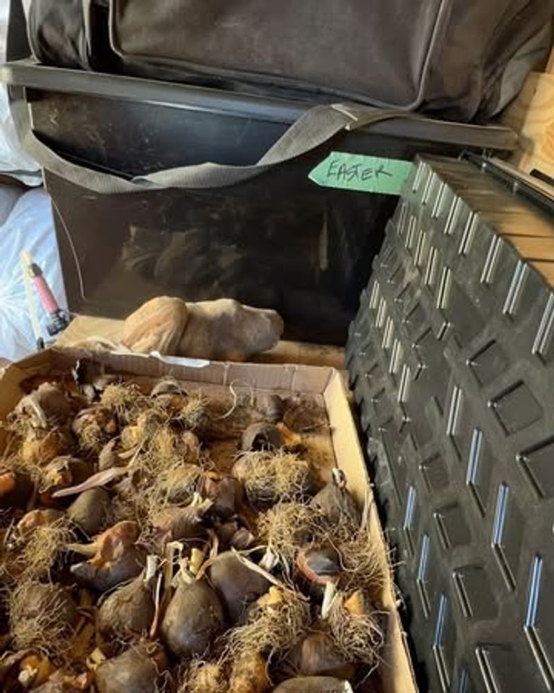 Preparing Bulbs For Spring Planting