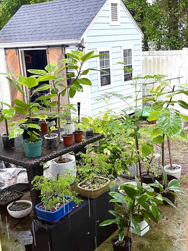 Watering Through Fall and Winter