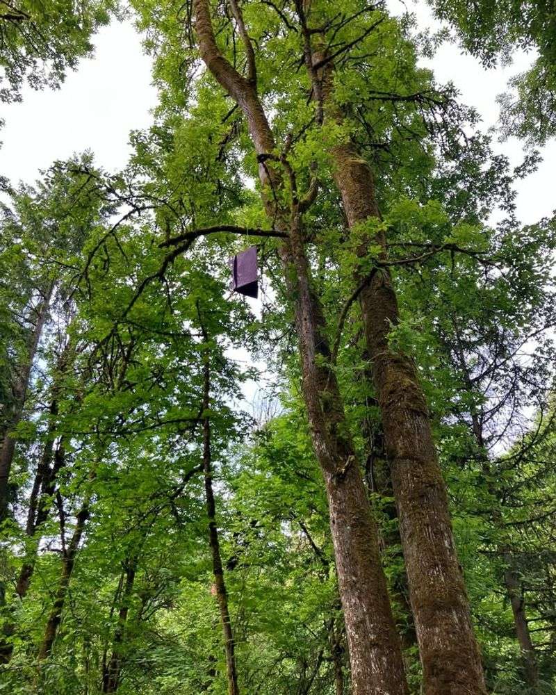 Emerald Ash Borer Identification