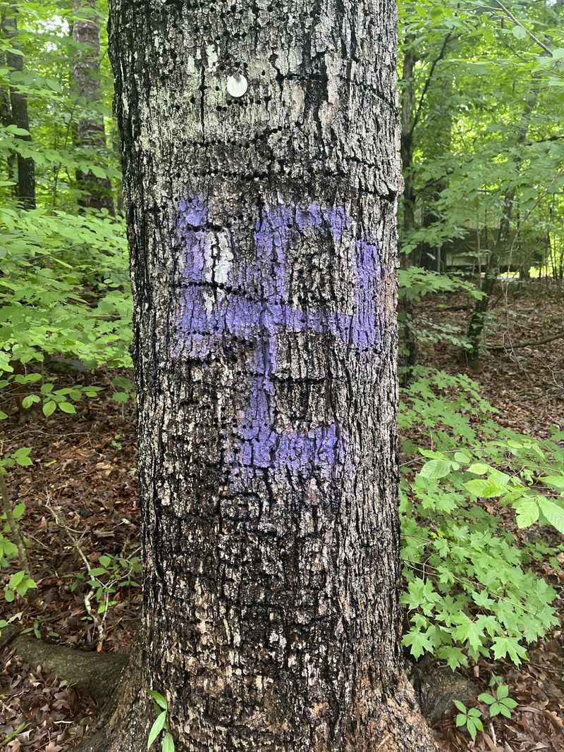 Forestry Teams Mark Trees Scheduled For Removal Or Treatment