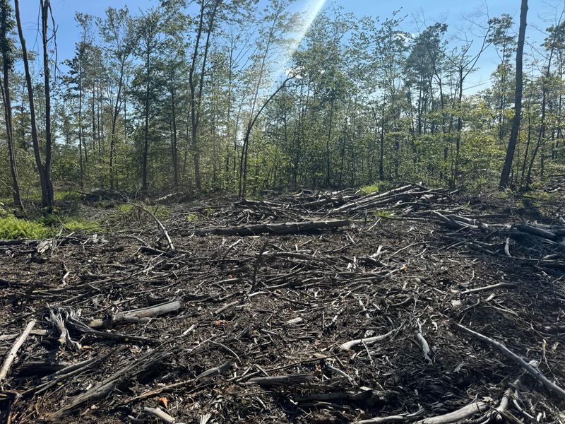 Logging Companies Mark Timber Boundaries