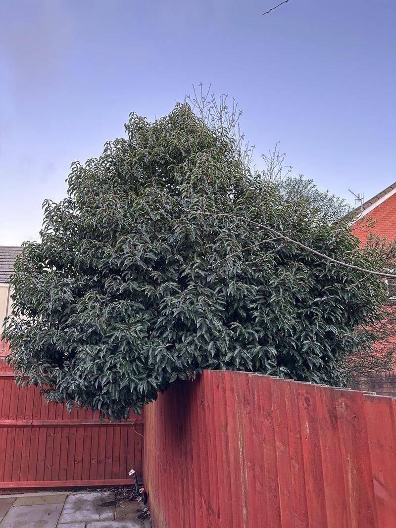 Overhanging Branches And Your Rights