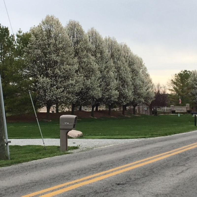 Trees Growing On Property Lines