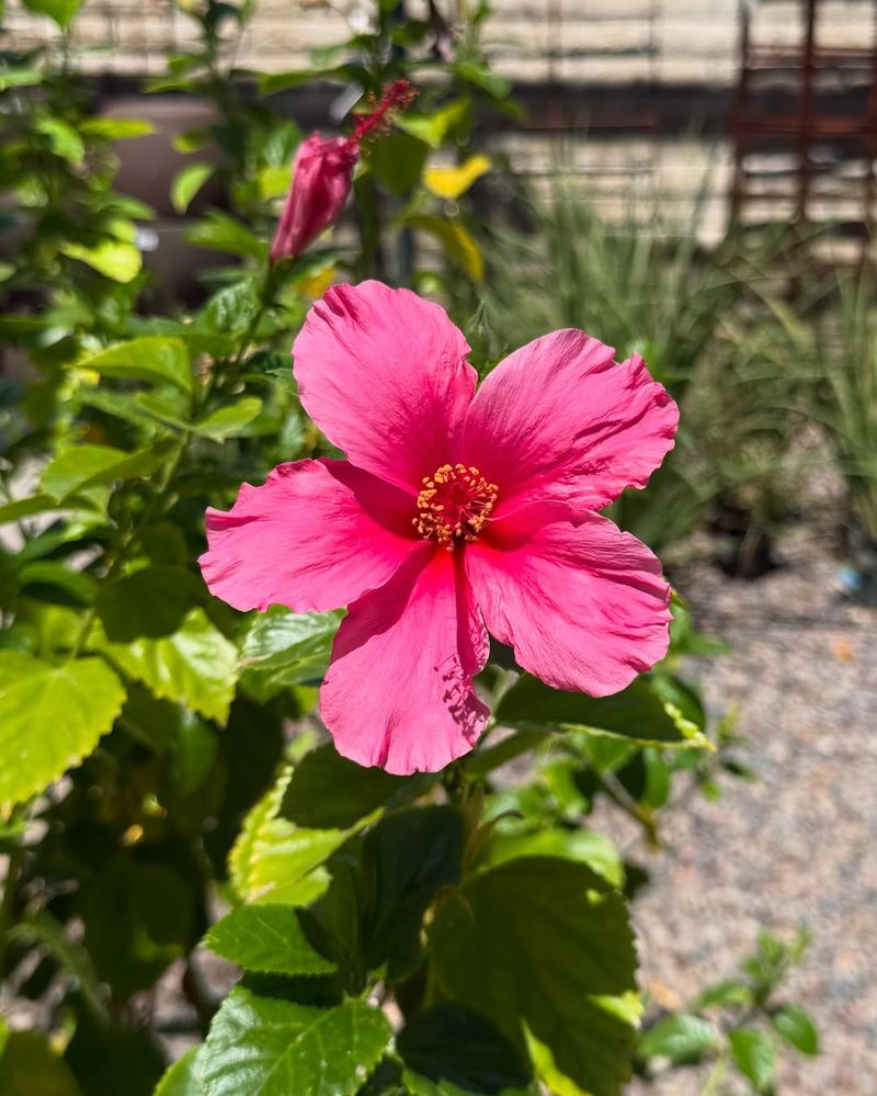 Angelita Daisy