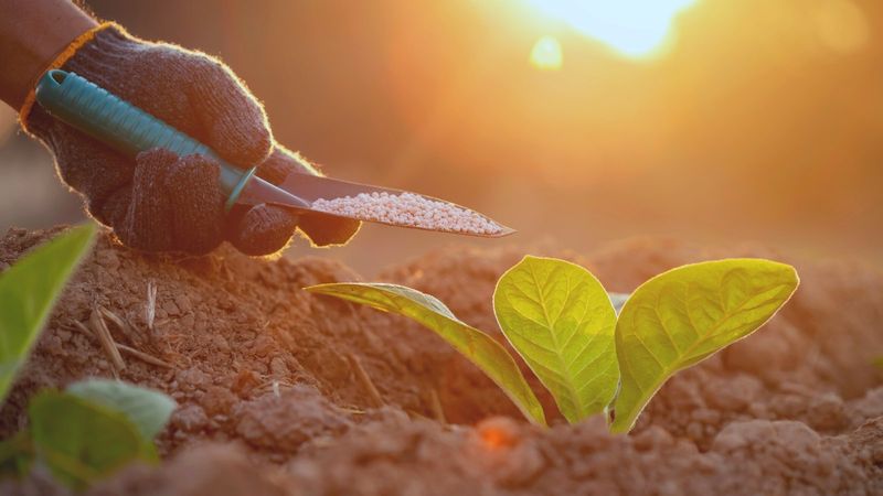 Feed With Balanced Fertilizer Carefully