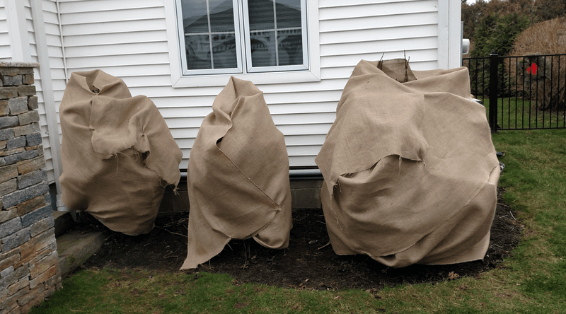 Protect Buds With Burlap Wrapping