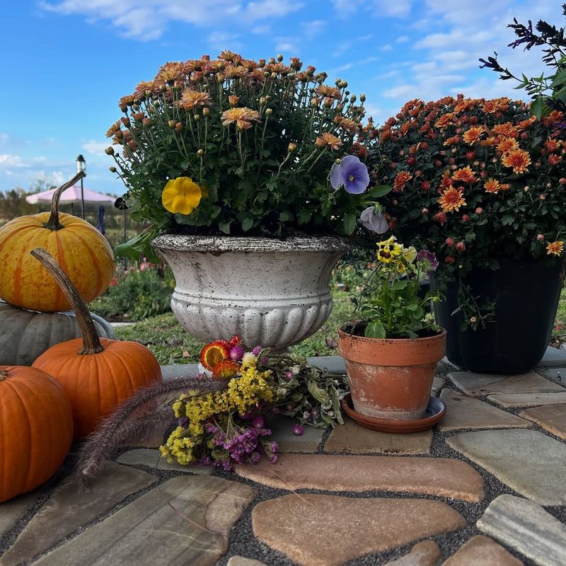 Combine Mums With Other Supportive Fall Plants