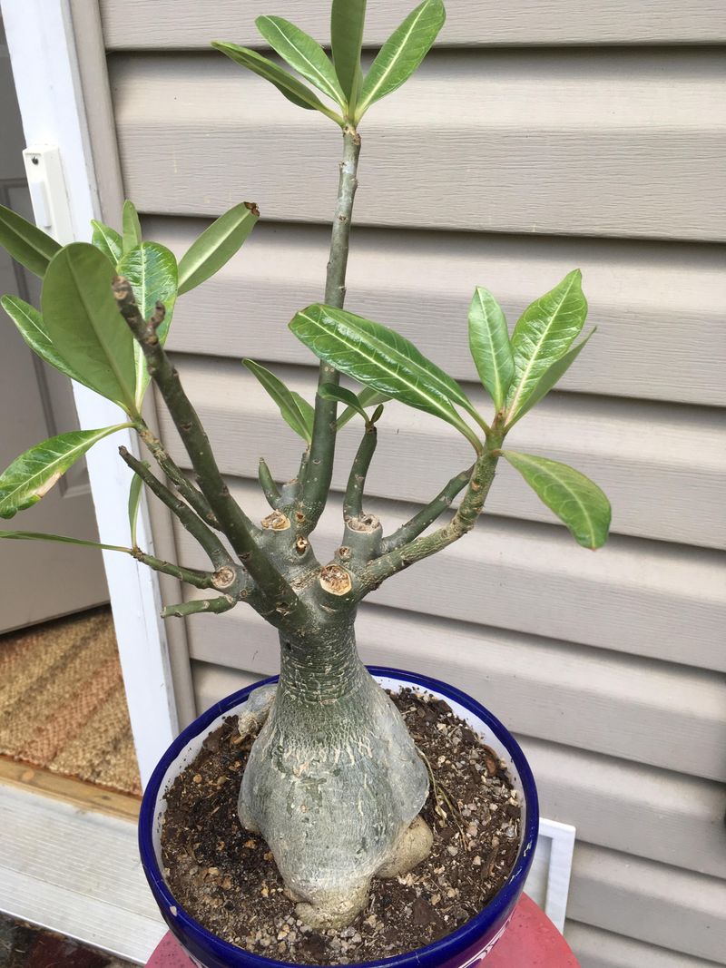 Prune To Encourage Bushier Growth