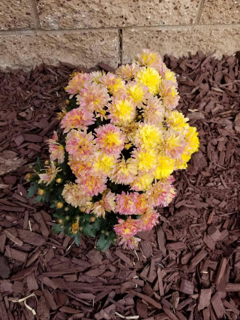 Fertilize Sparingly, Not Heavily