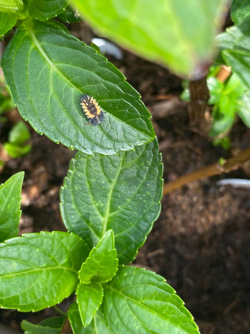 Check For Pest Problems And Disease
