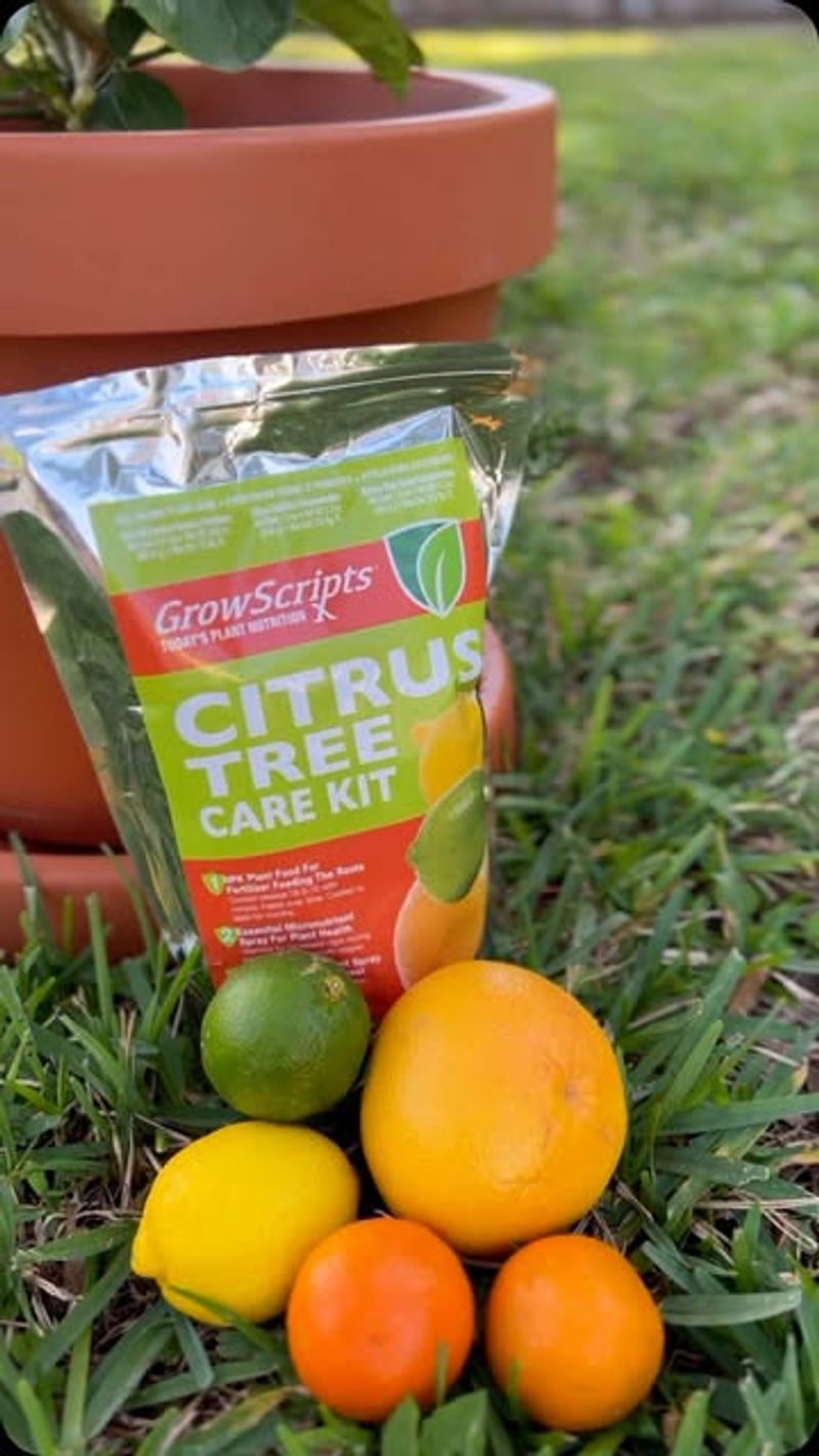 Fertilize Citrus Trees One Last Time