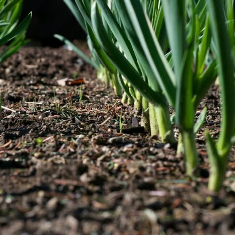 Plant Garlic And Cover Crops