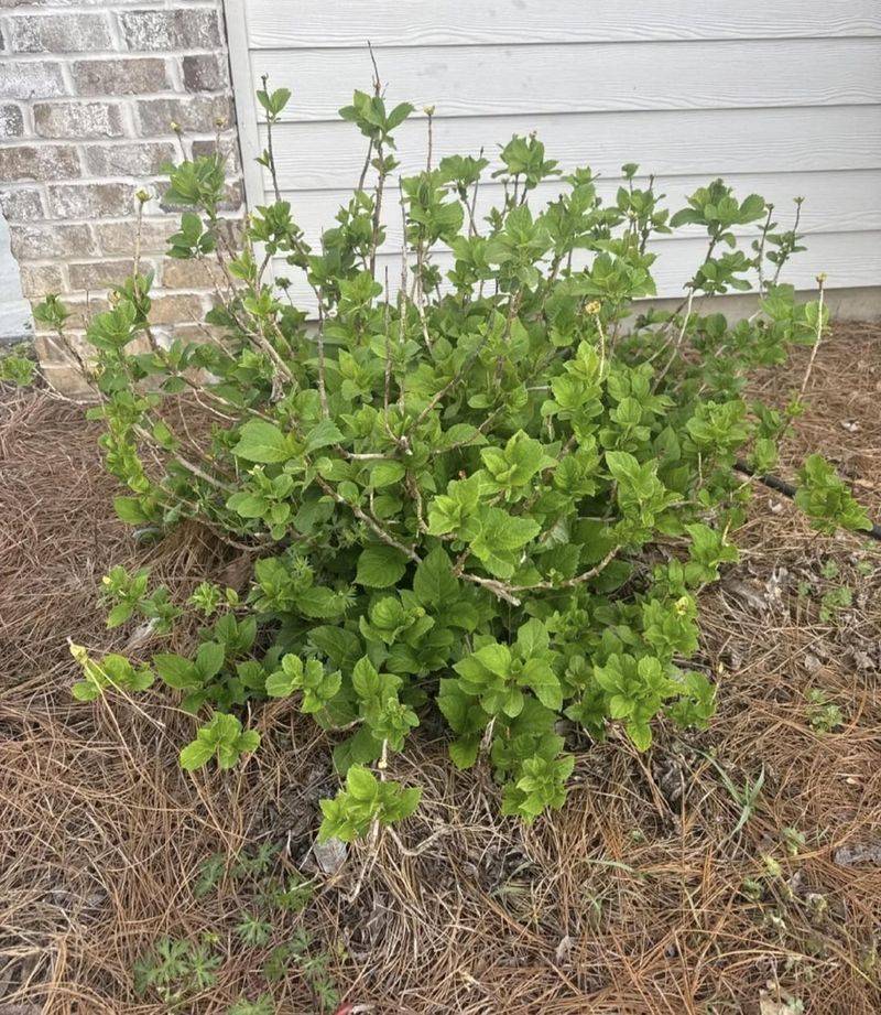 Skip Fertilizing Until Spring Returns