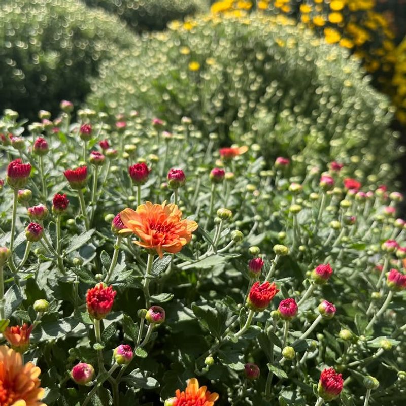 Plant Mums in the Ground Earlier