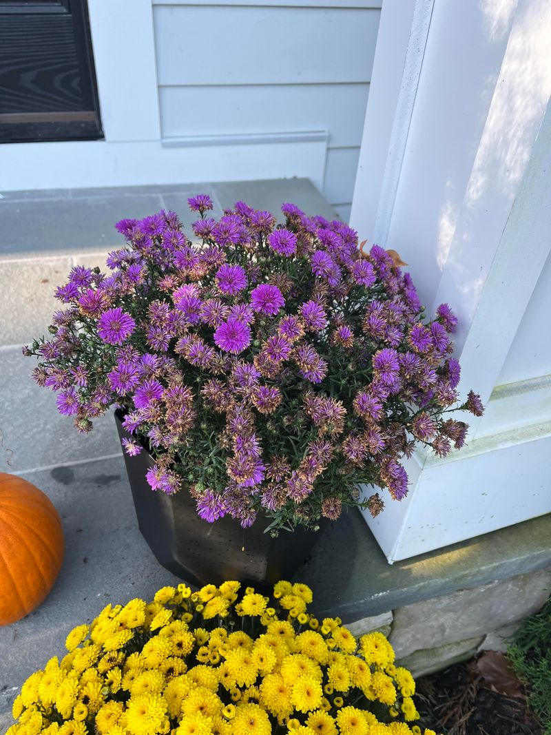 Avoid Overhead Watering