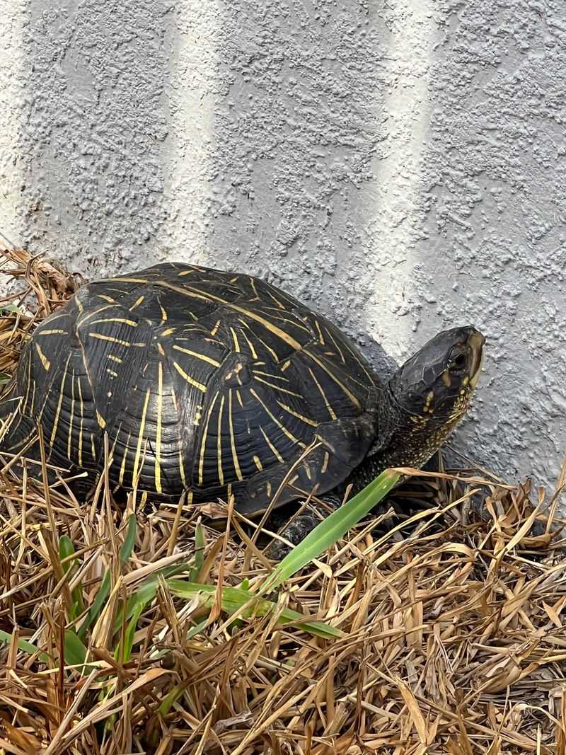 Contact Wildlife Services if Needed