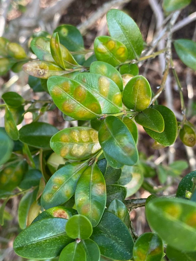 Pest Management And Overwintering Insects
