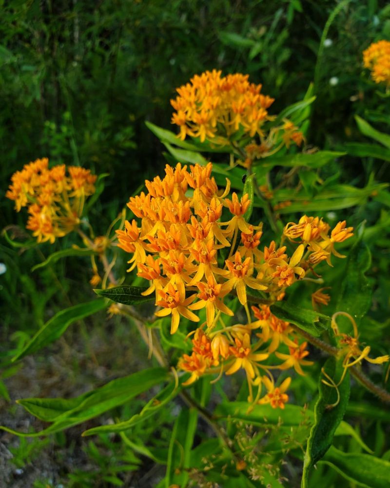 Habitat for Native Pollinators