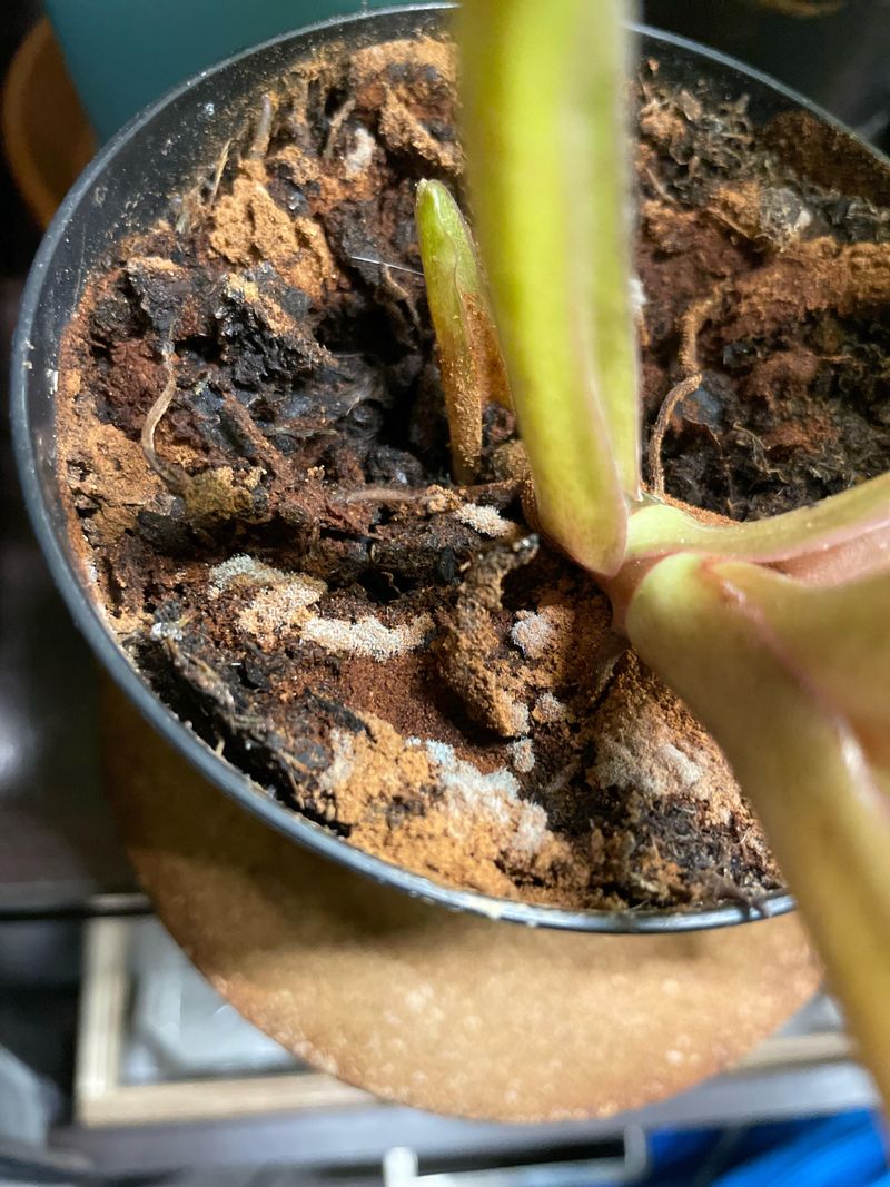 Discourages Mushrooms In Mulch
