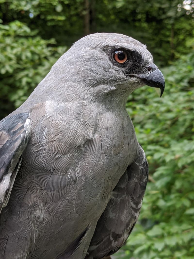 Mississippi Kite