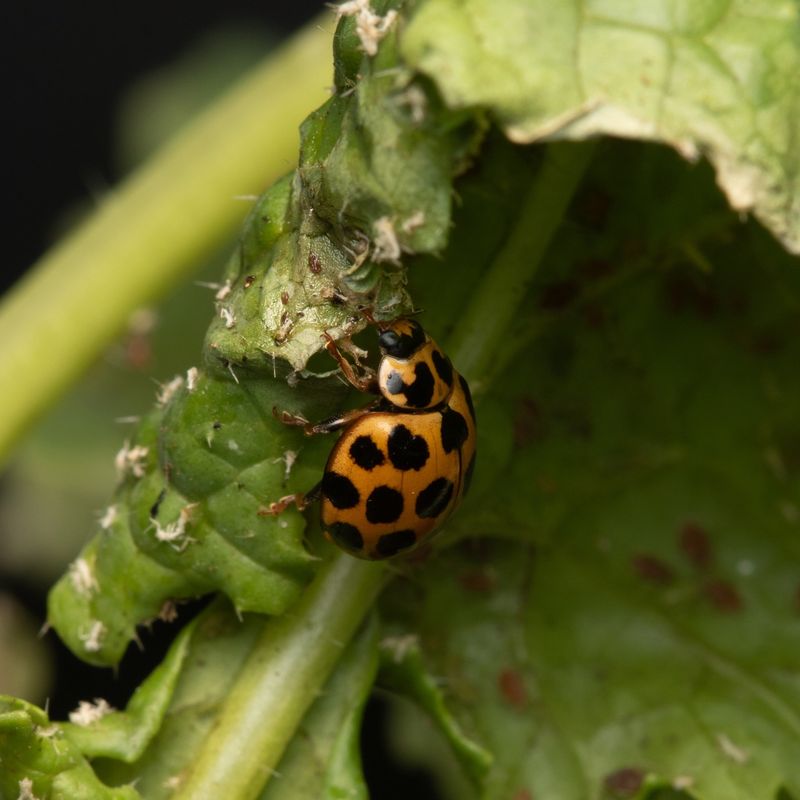 Inspect For Pests And Disease Issues