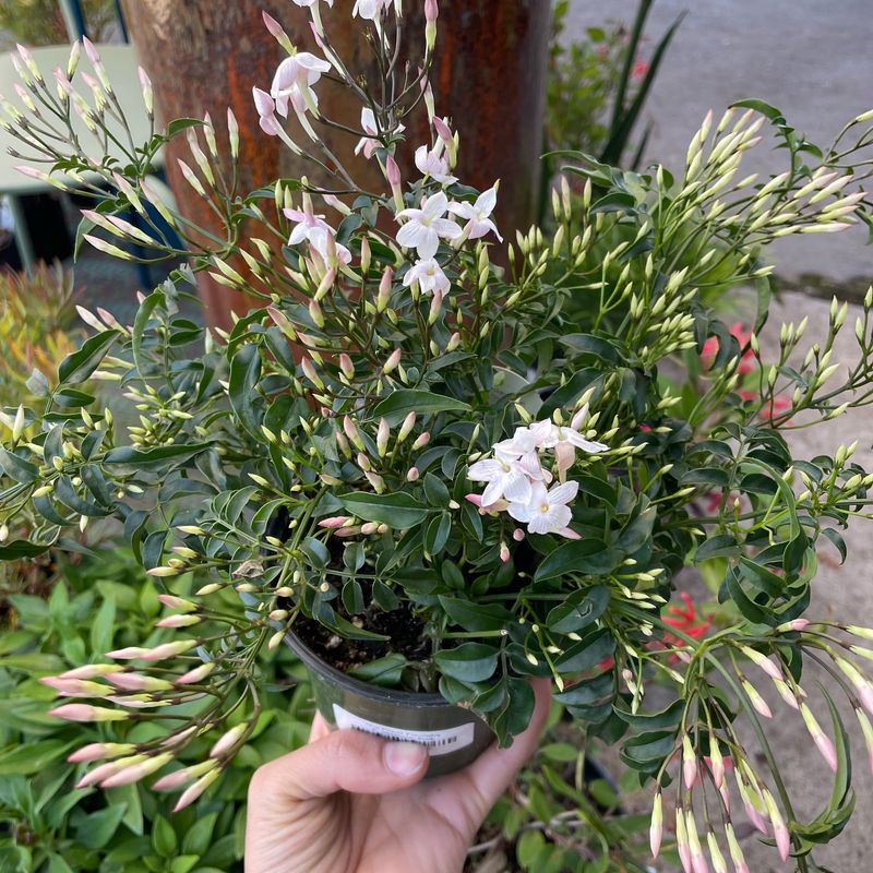 Maintain Consistent Watering Schedule