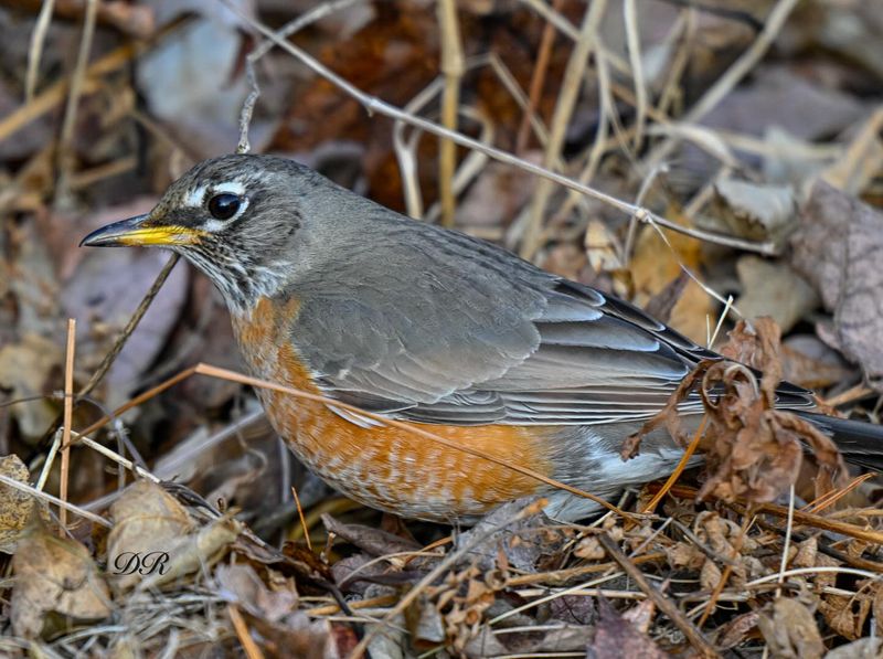 Leave Leaf Litter In Garden Beds
