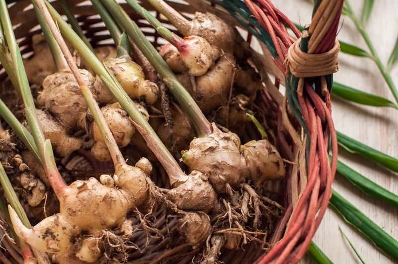 Feed With Organic Fertilizer Monthly