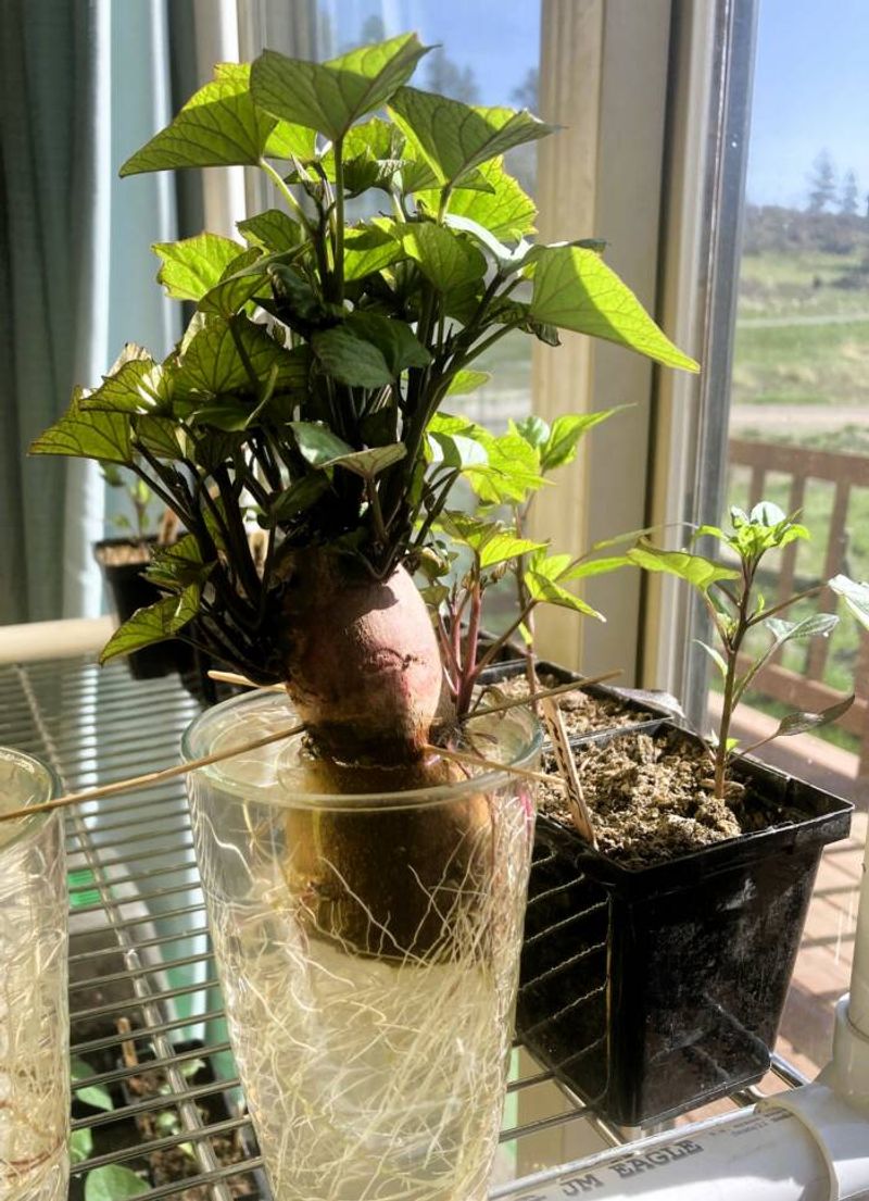Maintain Warm Temperatures Consistently