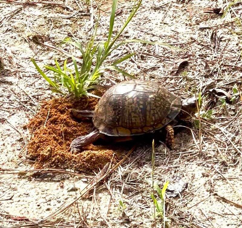 Avoid Disturbing Nesting Sites